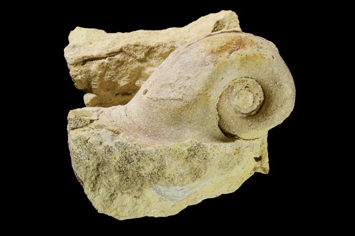 Ordovician Gastropod (Salpingostoma) Fossil - Wisconsin #162963